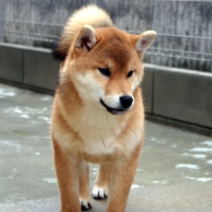 ID:2209-02862の子犬