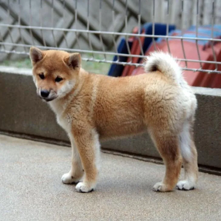 ID：2209-02859の子犬