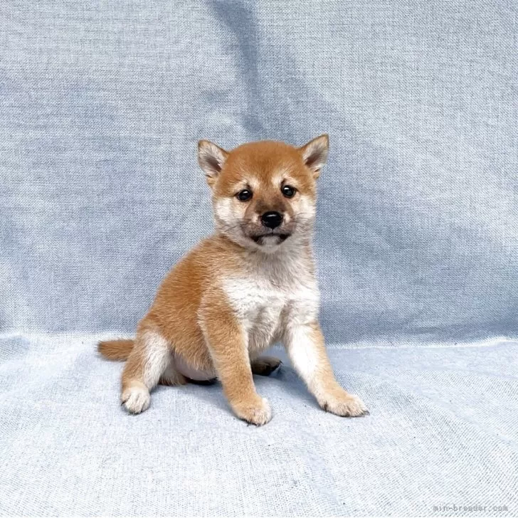 ID:2506-06160の子犬