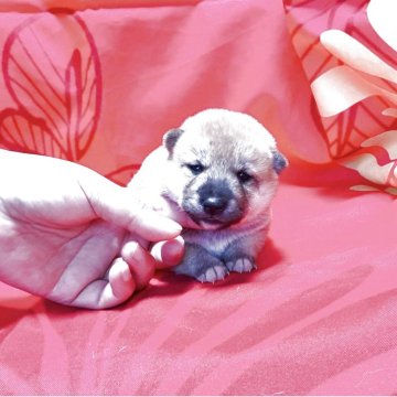 豆柴【奈良県・女の子・2025年6月2日・赤】の写真「かわいい豆柴ちゃん❣️」