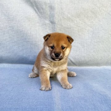 柴犬(豆柴)【奈良県・女の子・2024年10月17日・赤】の写真「愛想バツグン❣️まるまる人が大好きな女の子❣️」