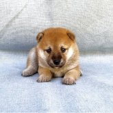 柴犬(豆柴)