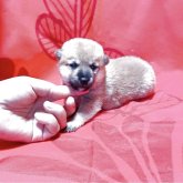 柴犬(豆柴)