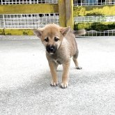 柴犬(豆柴)