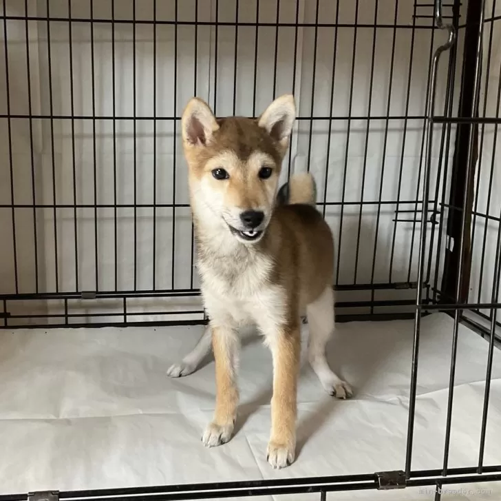 ID:2311-01255の子犬