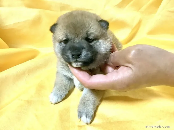 ID:2105-01748の子犬