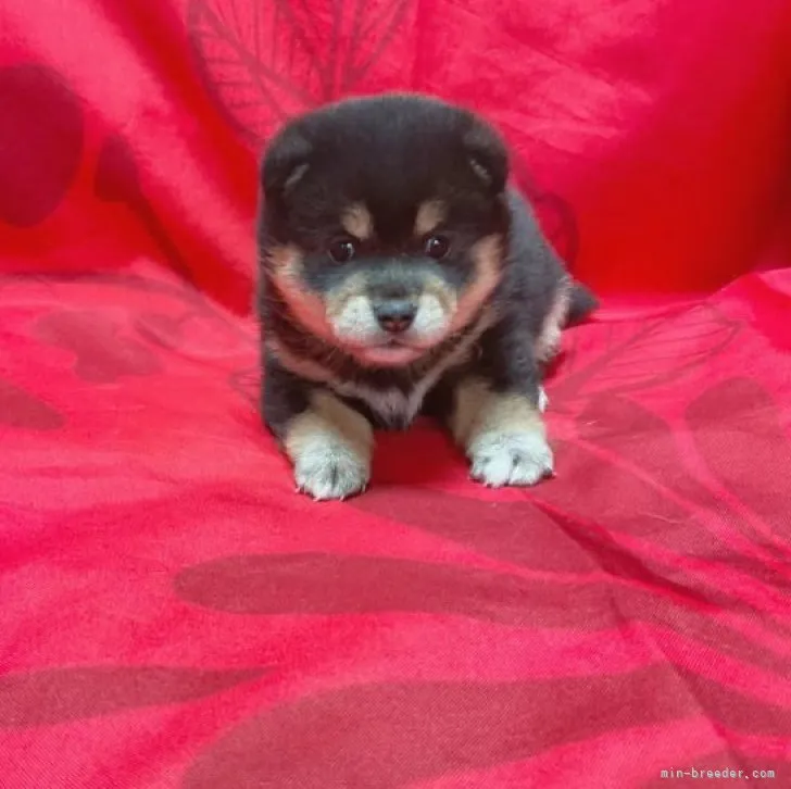 ID：2304-01338の子犬