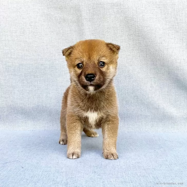 ID：2404-06923の子犬