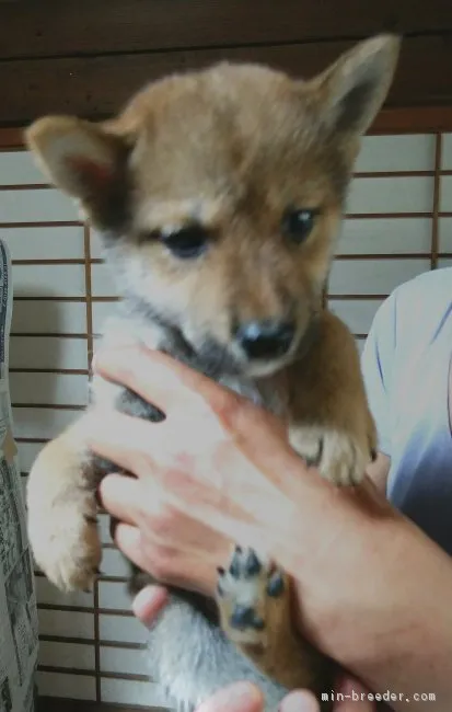ID:1802-02204の子犬