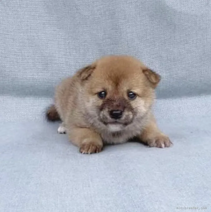 ID：2309-01339の子犬
