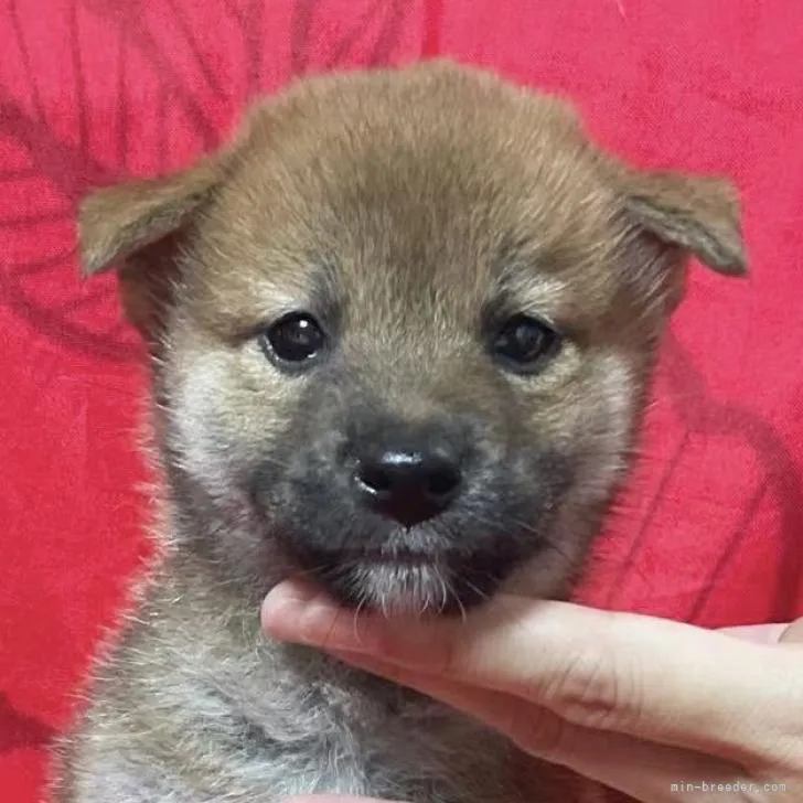 豆大福 様のお迎えした子犬