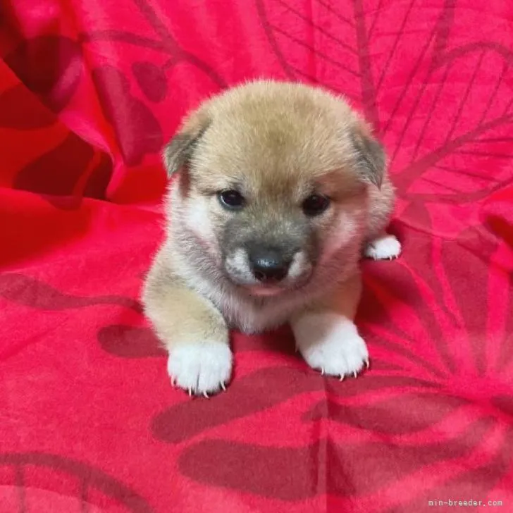 ルナ 様のお迎えした子犬