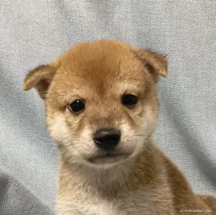 Y.K 様のお迎えした子犬
