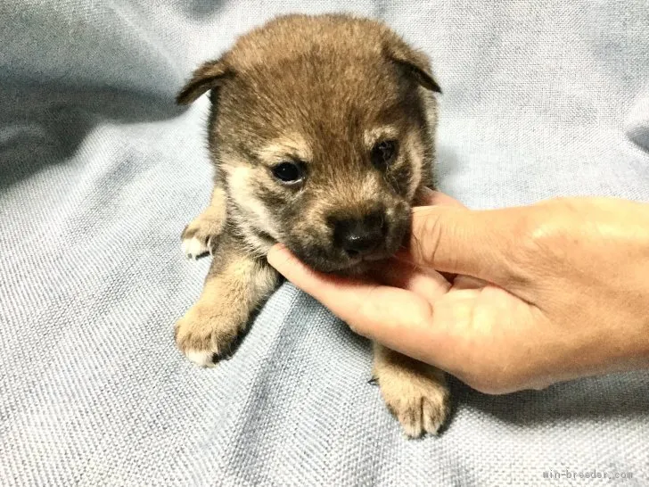 ID：2009-00389の子犬