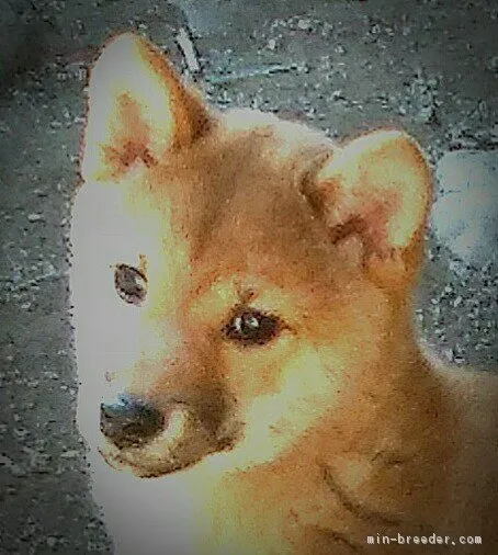 ID：1801-00471の子犬