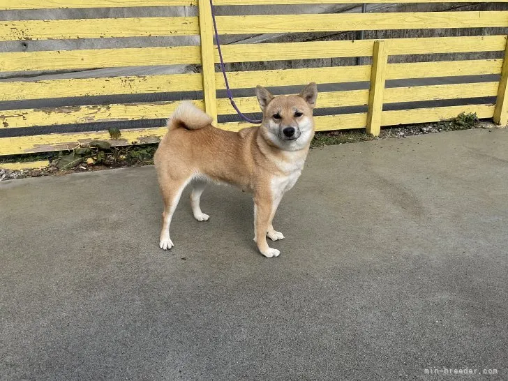 I.T 様のお迎えした子犬
