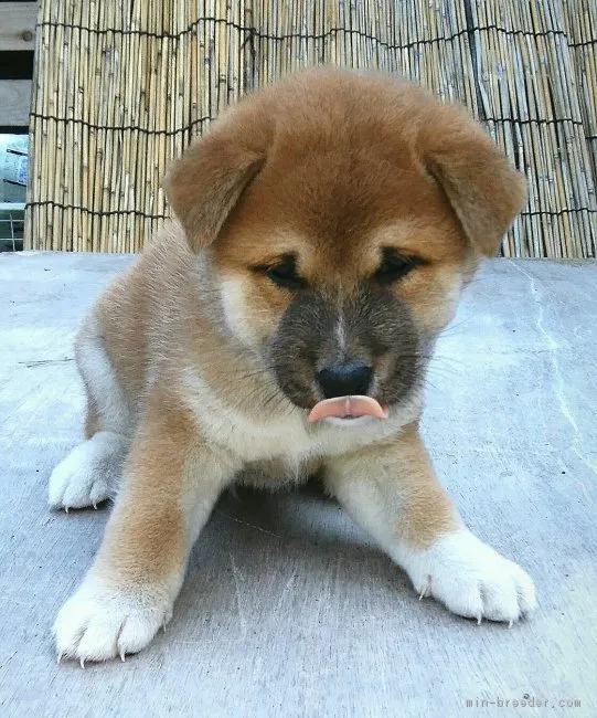 ID：1711-00100の子犬