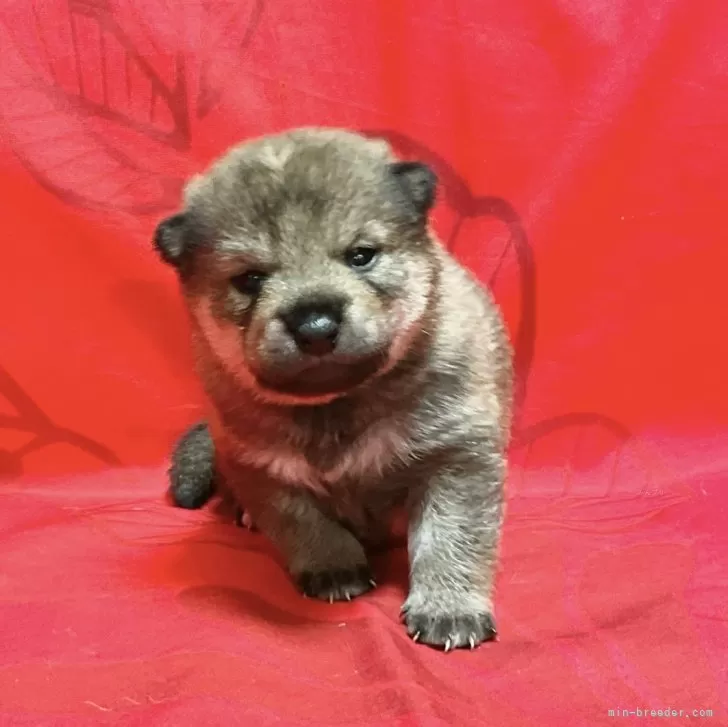 ID：2402-05679の子犬