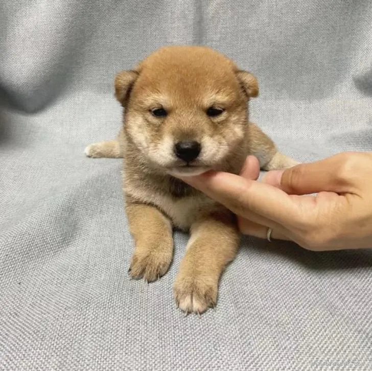 ID:2209-03015の子犬