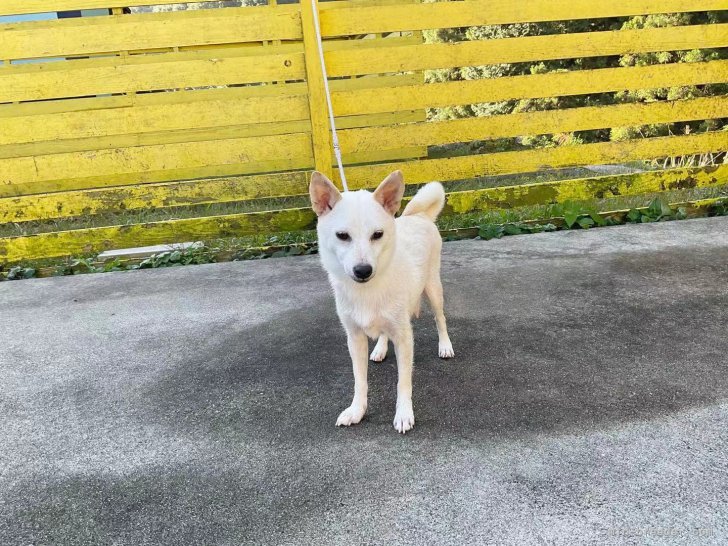 豆柴【・女の子・2021年8月15日・白】「１０／２２」