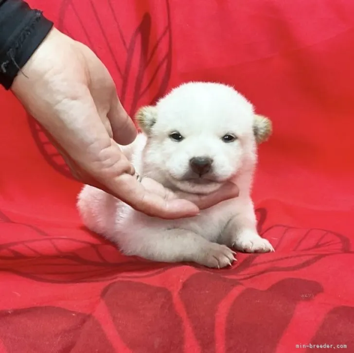 Y.Ｉ 様のお迎えした子犬