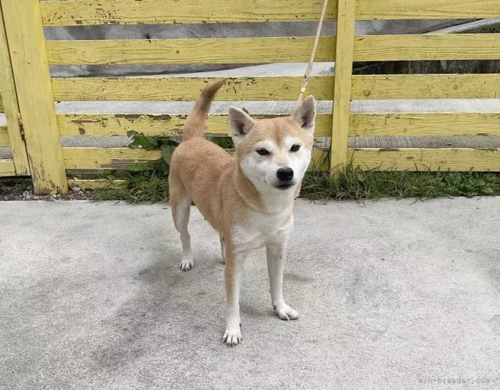 ラン 様のお迎えした子犬