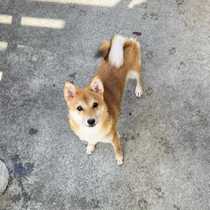 ID:2408-02915の子犬