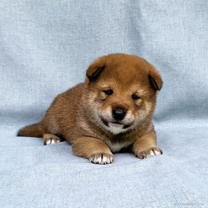 ID:2404-02875の子犬