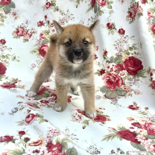 ID：1907-01392の子犬