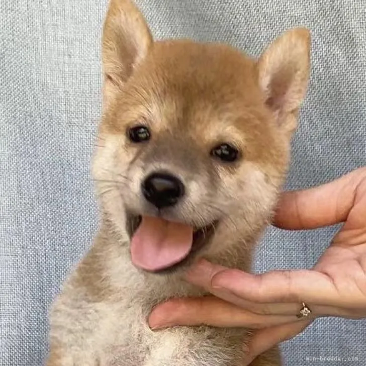 Y.K 様のお迎えした子犬