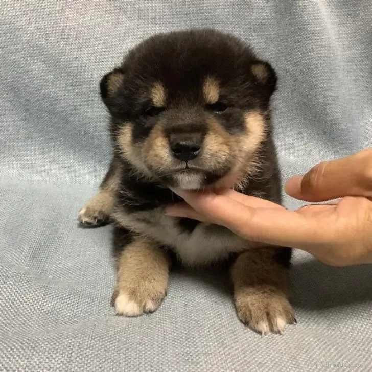 D.K 様のお迎えした子犬