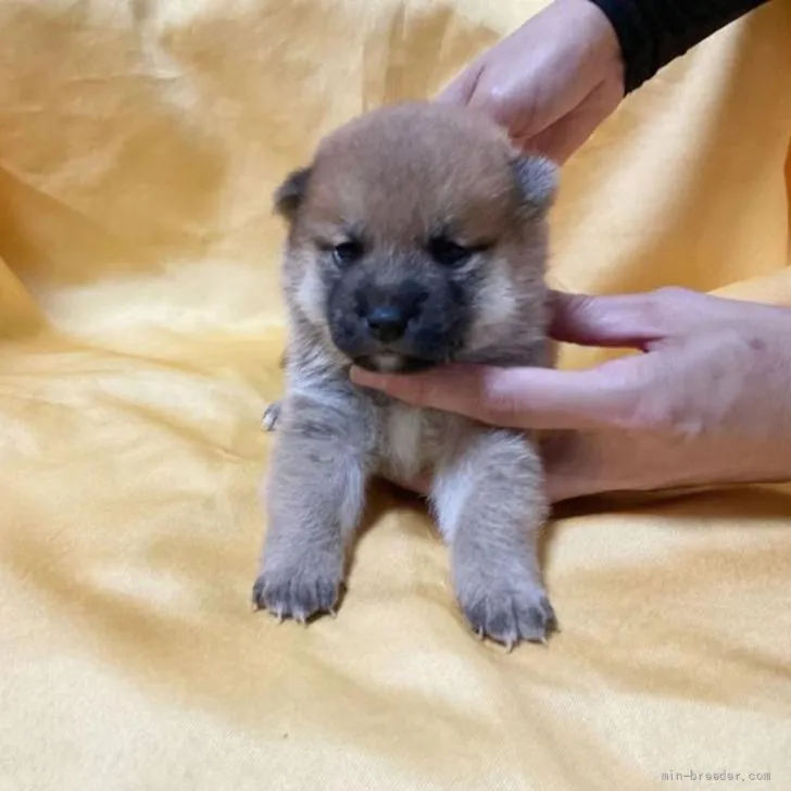 S.Ｉ 様のお迎えした子犬