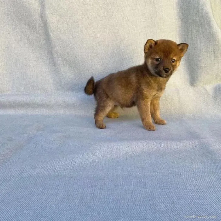 ID：2210-01067の子犬