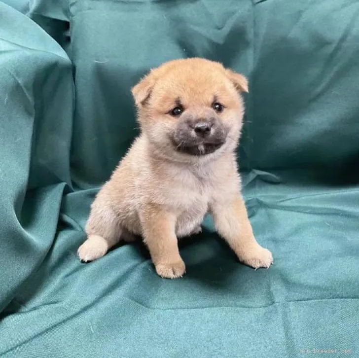 しの 様のお迎えした子犬