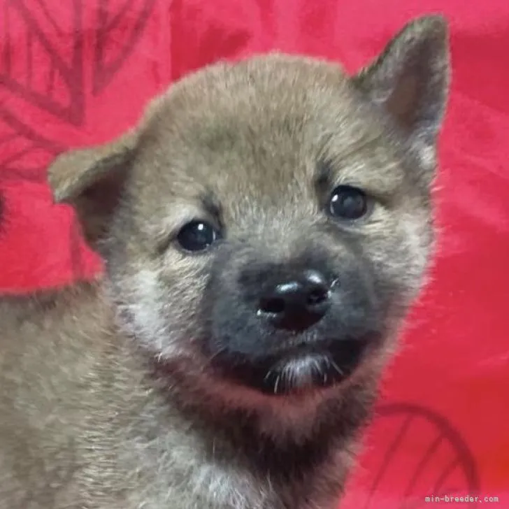 S.K 様のお迎えした子犬