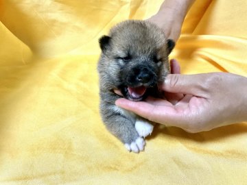 柴犬(豆柴)【奈良県・女の子・2021年8月1日・赤】の写真「この小ささがいい❣️綺麗な赤毛の豆柴です❗️」