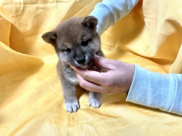 柴犬(豆柴)【奈良県・男の子・2022年2月5日・赤】の写真「プレ創業祭‼️」