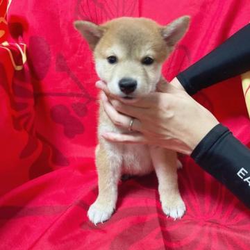 柴犬(豆柴)【奈良県・男の子・2022年6月30日・赤】の写真「人気の豆柴ちゃん❣️愛想がいい❣️セール‼️」