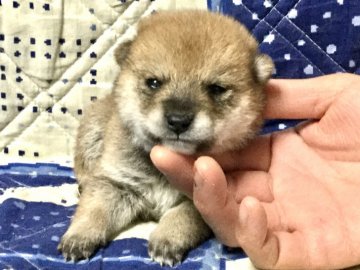 柴犬(豆柴)【奈良県・女の子・2019年12月7日・赤】の写真「べっぴんさんの極小柴」