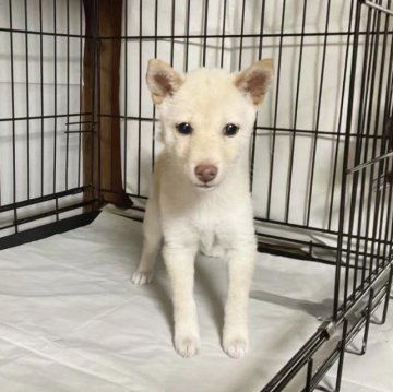 柴犬(豆柴)【奈良県・女の子・2022年9月4日・白】の写真「これは希少な白の豆柴❣️現在2.6kgです❗️」