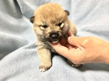 柴犬(豆柴)【奈良県・男の子・2020年3月15日・赤】の写真「健康的な豆柴は如何ですか？」