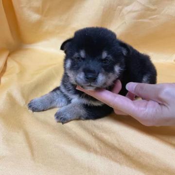 柴犬(豆柴)【奈良県・男の子・2022年6月30日・黒】の写真「かなりちっちゃな黒豆柴の男の子です❣️」