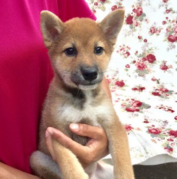 柴犬(標準サイズ)【奈良県・女の子・2019年6月10日・赤】の写真「小ぶりで無駄吠えが無い」