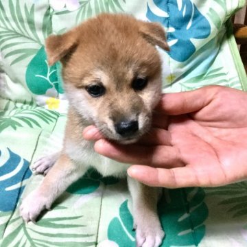 柴犬(豆柴)【奈良県・男の子・2019年7月28日・赤】の写真「大人しい男の子だよ！」