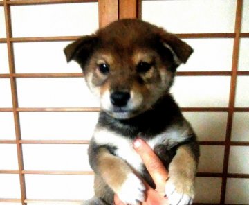 柴犬(標準サイズ)【奈良県・男の子・2017年10月27日・胡麻】の写真「綺麗な赤胡麻の仔犬です！」