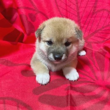 柴犬(豆柴)【奈良県・女の子・2022年7月20日・赤】の写真「元気な豆柴です❣️愛想がいいよ❗️」