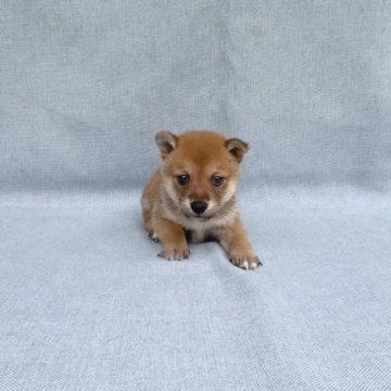柴犬(豆柴)【奈良県・男の子・2023年3月31日・赤】の写真「小さな豆柴ちゃんです‼️」