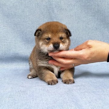 柴犬(豆柴)【奈良県・女の子・2024年3月25日・赤】の写真「可愛い女の子です。」