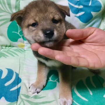 柴犬(豆柴)【奈良県・女の子・2019年7月28日・赤】の写真「躾やすい女の子ですよ！」