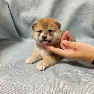 柴犬(豆柴)【奈良県・女の子・2022年5月21日・赤】の写真「豆柴サイズの仔犬を実感して下さい。」